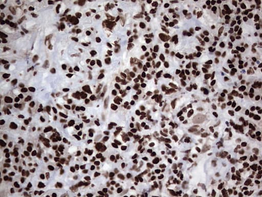 PARP1 Antibody (clone 5F1, Carrier-free)