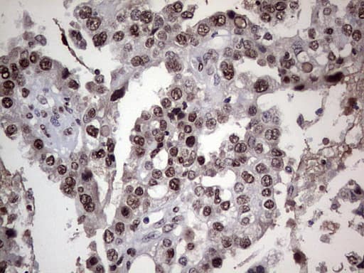 PARP1 Antibody (clone 5F1, Carrier-free)
