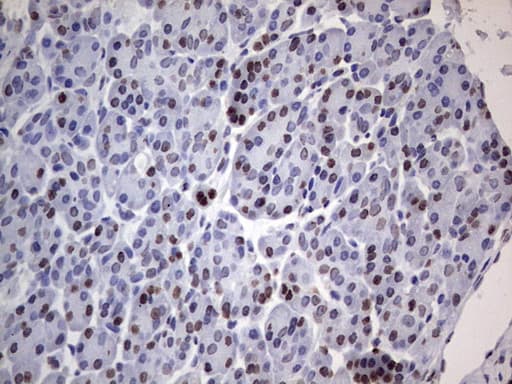 PARP1 Antibody (clone 5F1, Carrier-free)