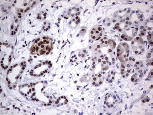 PARP1 Antibody (clone 5F1, Carrier-free)