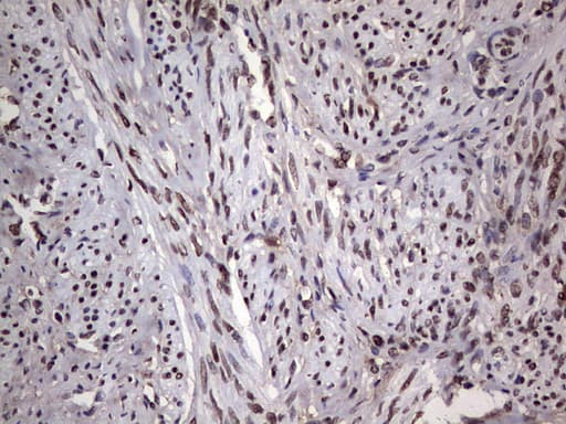 PARP1 Antibody (clone 5F1, Carrier-free)