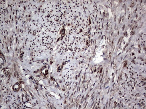 PARP1 Antibody (clone 5F1, Carrier-free)