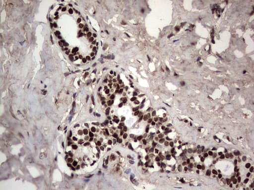 PARP1 Antibody (clone 5F1, Carrier-free)