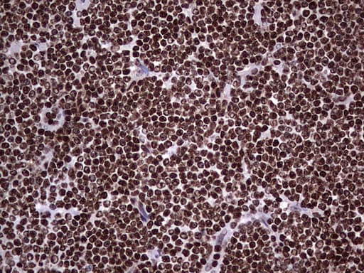 PARP1 Antibody (clone 5F1, Carrier-free)
