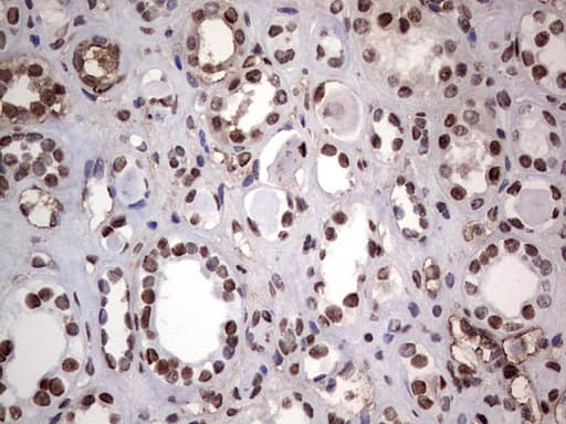 PARP1 Antibody (clone 5F1, Carrier-free)