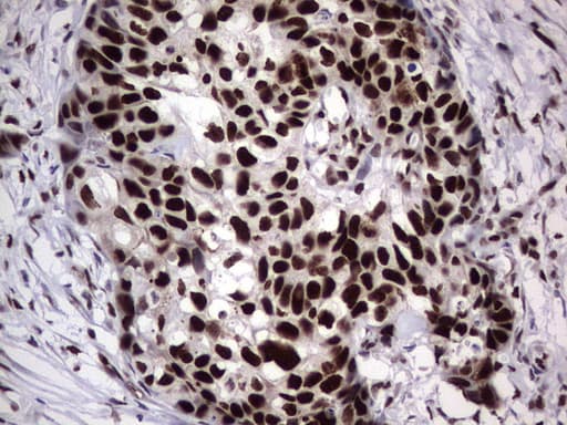 PARP1 Antibody (clone 5F1, Carrier-free)