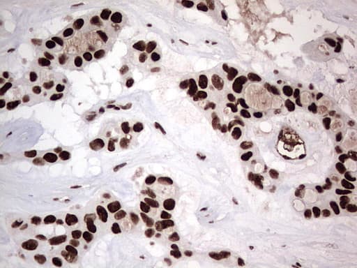 PARP1 Antibody (clone 5F1, Carrier-free)