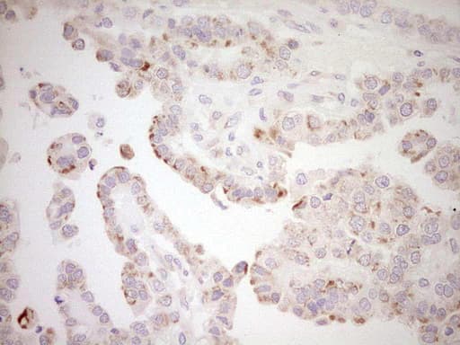 Monoclonal Mouse anti-Human NR0B2 Antibody (clone OTI5F10, Carrier-free, IHC, WB)