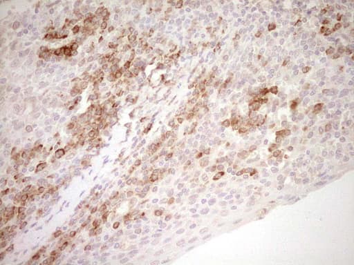 Monoclonal Mouse anti-Human NR0B2 Antibody (clone OTI5F10, Carrier-free, IHC, WB)