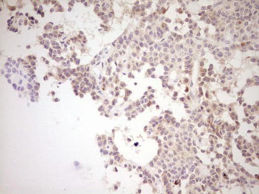 NR0B2 Antibody (clone OTI7B5, Carrier-free)