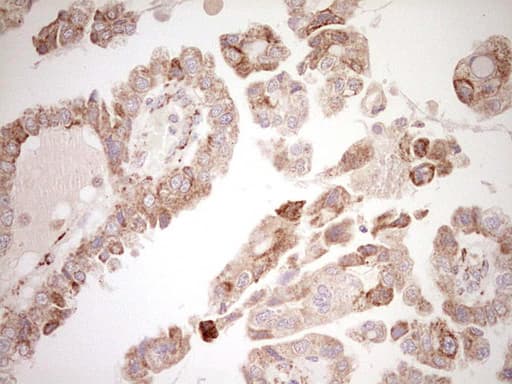 NR0B2 Antibody (clone OTI7B5, Carrier-free)