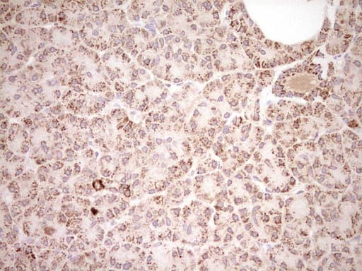 NR0B2 Antibody (clone OTI7B5, Carrier-free)