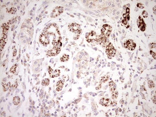 NR0B2 Antibody (clone OTI7B5, Carrier-free)