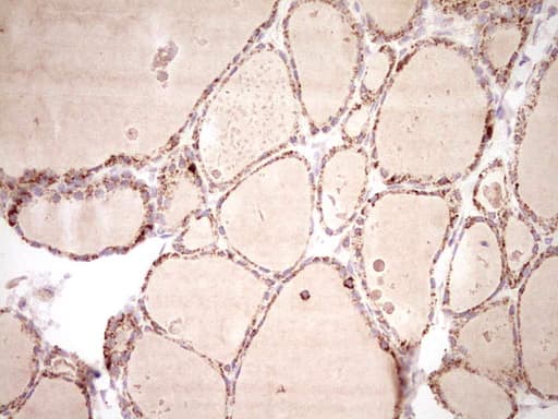 NR0B2 Antibody (clone OTI7B5, Carrier-free)