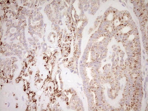 NR0B2 Antibody (clone OTI7B5, Carrier-free)