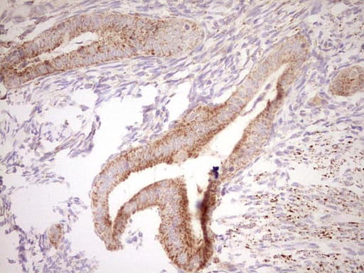 NR0B2 Antibody (clone OTI7B5, Carrier-free)