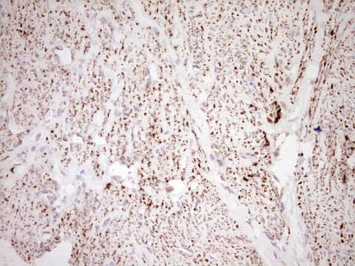 NR0B2 Antibody (clone OTI7B5, Carrier-free)