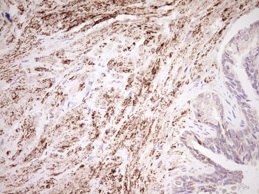 NR0B2 Antibody (clone OTI7B5, Carrier-free)