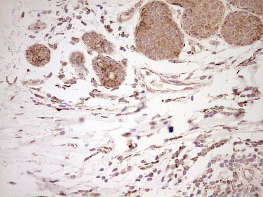 NR0B2 Antibody (clone OTI7B5, Carrier-free)