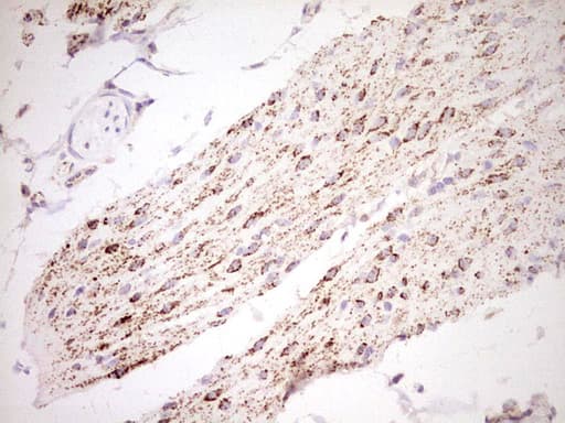 NR0B2 Antibody (clone OTI7B5, Carrier-free)