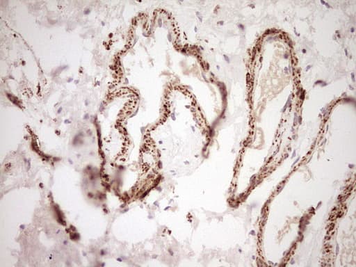 NR0B2 Antibody (clone OTI7B5, Carrier-free)