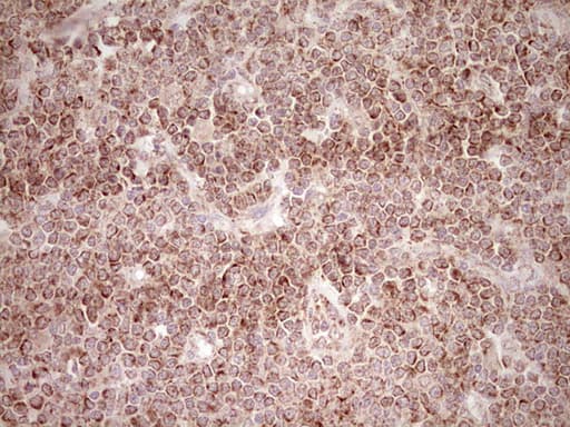 NR0B2 Antibody (clone OTI7B5, Carrier-free)