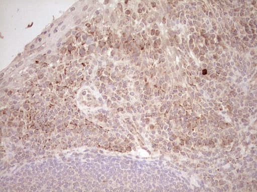 NR0B2 Antibody (clone OTI7B5, Carrier-free)