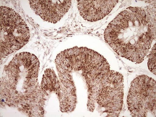 NR0B2 Antibody (clone OTI7B5, Carrier-free)