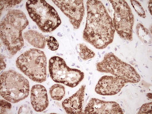 NR0B2 Antibody (clone OTI7B5, Carrier-free)