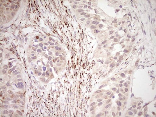 NR0B2 Antibody (clone OTI7B5, Carrier-free)