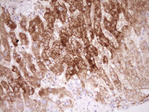 NR0B2 Antibody (clone OTI7B5, Carrier-free)