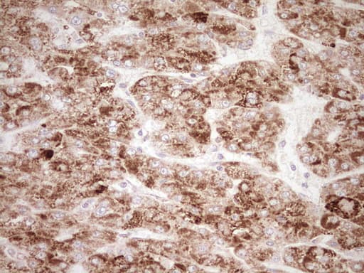 NR0B2 Antibody (clone OTI7B5, Carrier-free)