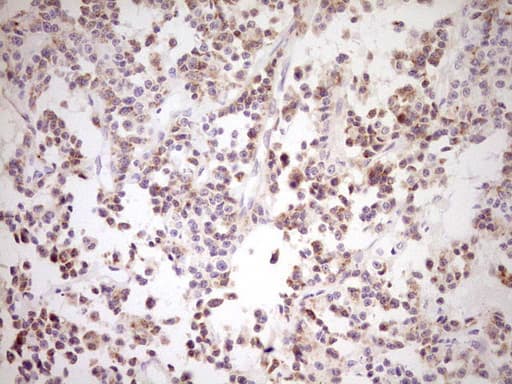 NR0B2 Antibody (clone OTI8E5, Carrier-free)