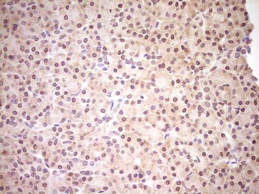 NR0B2 Antibody (clone OTI8E5, Carrier-free)