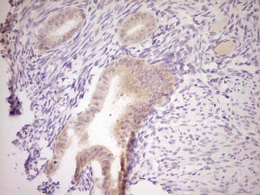 NR0B2 Antibody (clone OTI8E5, Carrier-free)