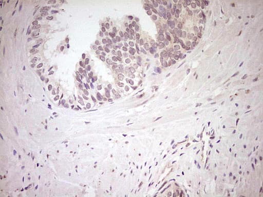 NR0B2 Antibody (clone OTI8E5, Carrier-free)