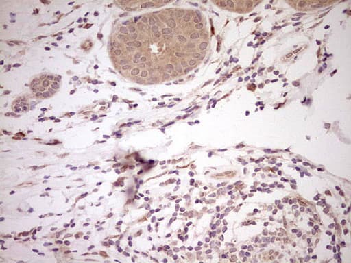 NR0B2 Antibody (clone OTI8E5, Carrier-free)
