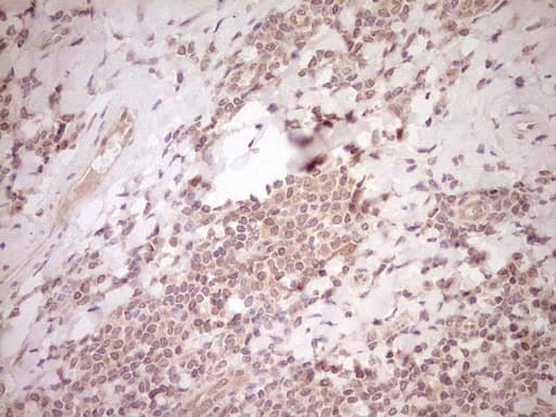 NR0B2 Antibody (clone OTI8E5, Carrier-free)
