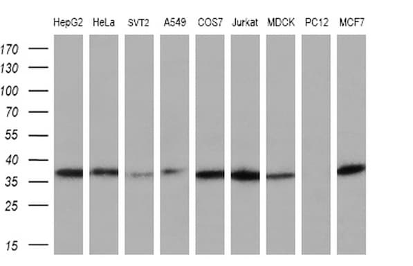 NR0B2 Antibody (clone OTI8E5, Carrier-free)