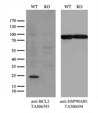 BCL2 / Bcl-2 Antibody (clone OTI7H9, Carrier-free)