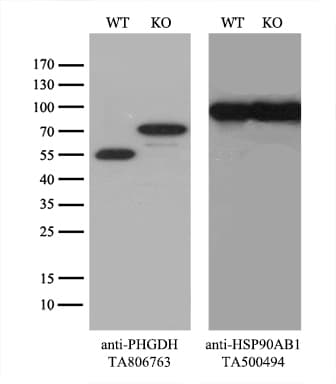 PHGDH Antibody (clone OTI5C4, Carrier-free)