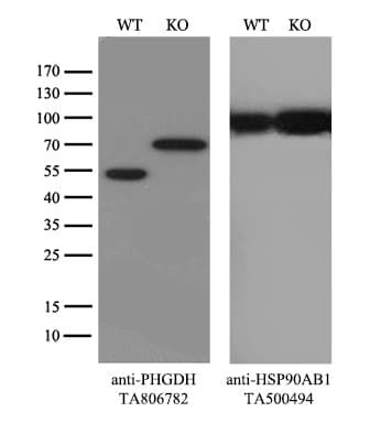 PHGDH Antibody (clone OTI4A1, Carrier-free)