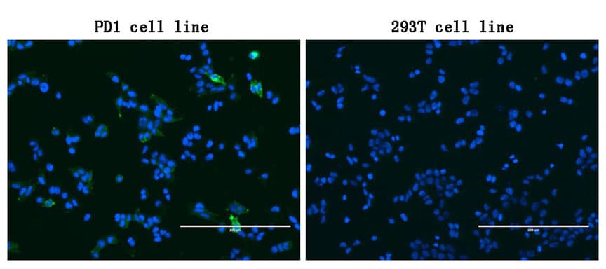 PDCD1 / CD279 / PD-1 Antibody (clone 2F6, Carrier-free)