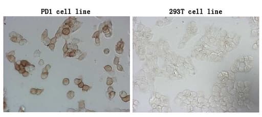 PDCD1 / CD279 / PD-1 Antibody (clone 2F6, Carrier-free)