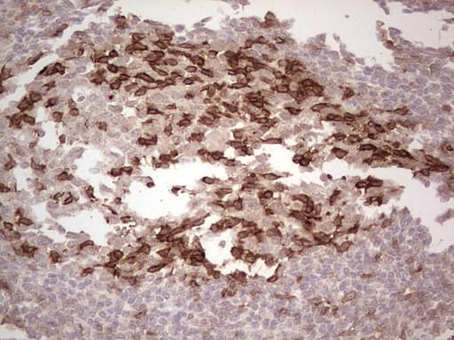 PDCD1 / CD279 / PD-1 Antibody (clone 2F6, Carrier-free)