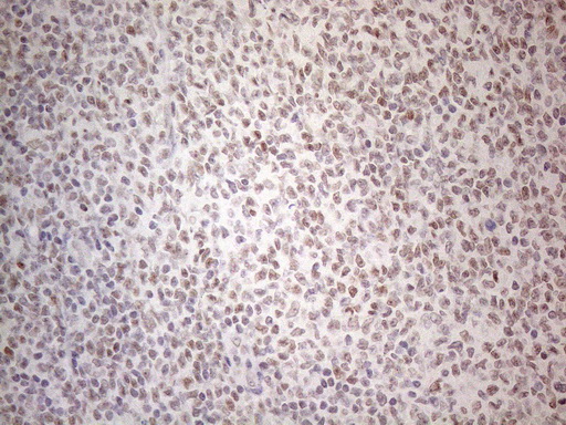 MMP2 Antibody (aa228-507, clone OTI4A11)