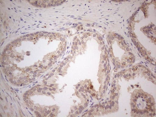 VIP Antibody (clone OTI2F3, Carrier-free)