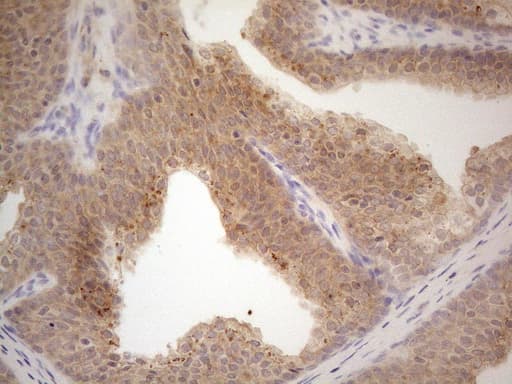 VIP Antibody (clone OTI2F3, Carrier-free)