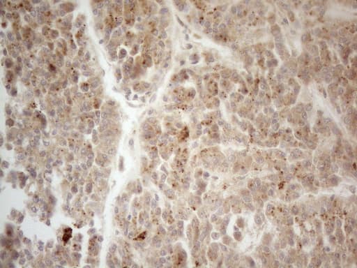 VIP Antibody (clone OTI2F3, Carrier-free)