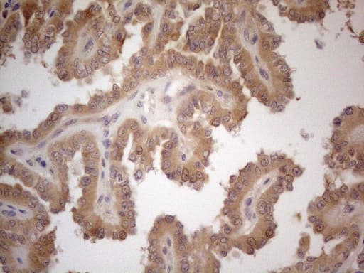 VIP Antibody (clone OTI5B5, Carrier-free)